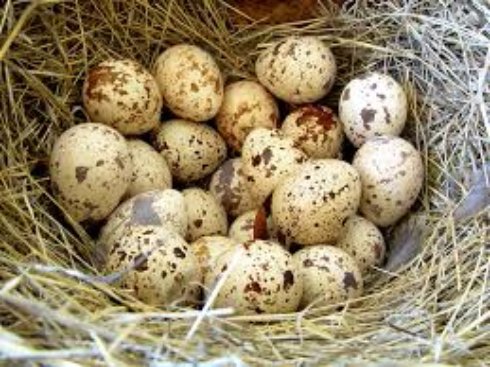 Небылицы о перепелиных яйцах