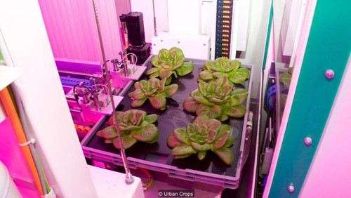Городи майбутнього можна буде містити в квартирі (фото) Огороды будущего можно будет содержать в квартире