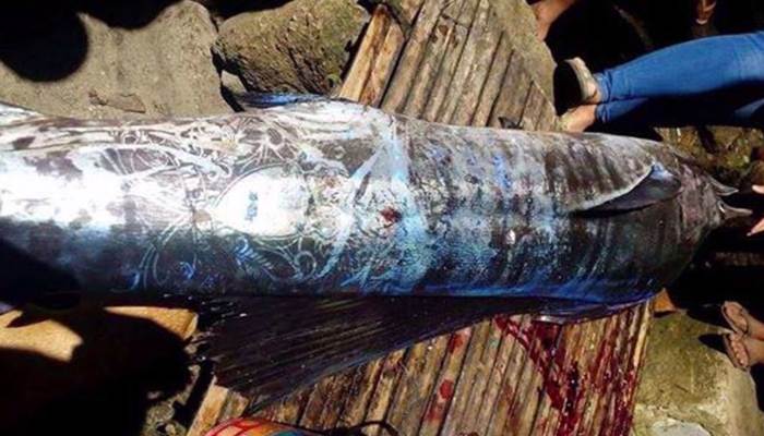 На Філіппінах впіймали рибу покриту загадковими символами і візерунками На Філіппінах впіймали рибу покриту загадковими символами і візерунками