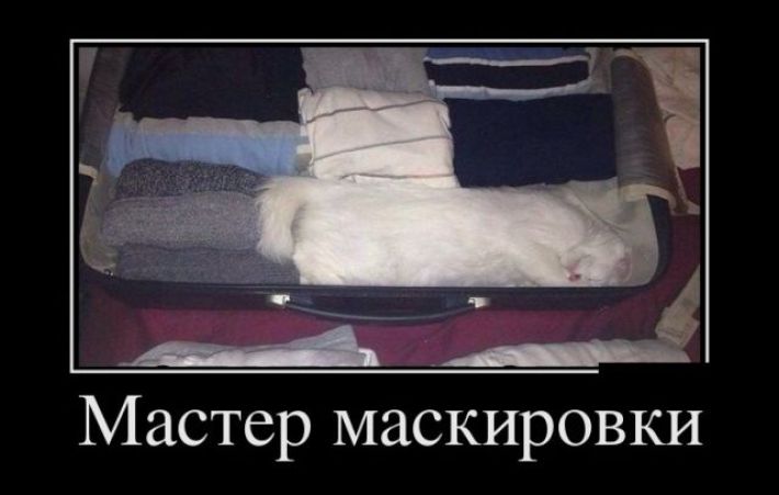 19 Весёлых картинок на любой вкус